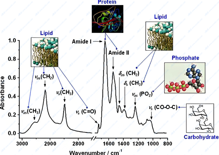 Synchrotron radiation infrared and microscopic imaging